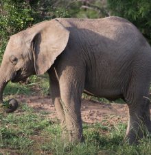 Elephants_1