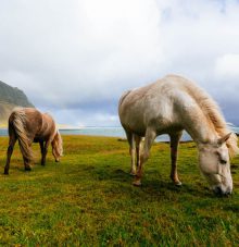 Horse_3