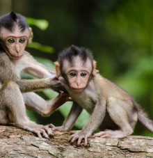 Monkey_2