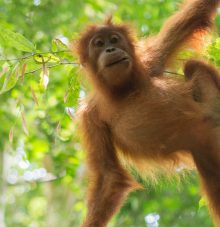 Monkey_3