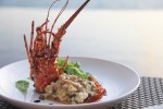 Premium - Palm - Lobster