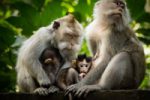 Ubud Tour with Monkey Forest & Balinese Healing - Half Day