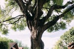 Tamarind Tree Courtyard