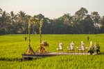 Rice Paddy Platform